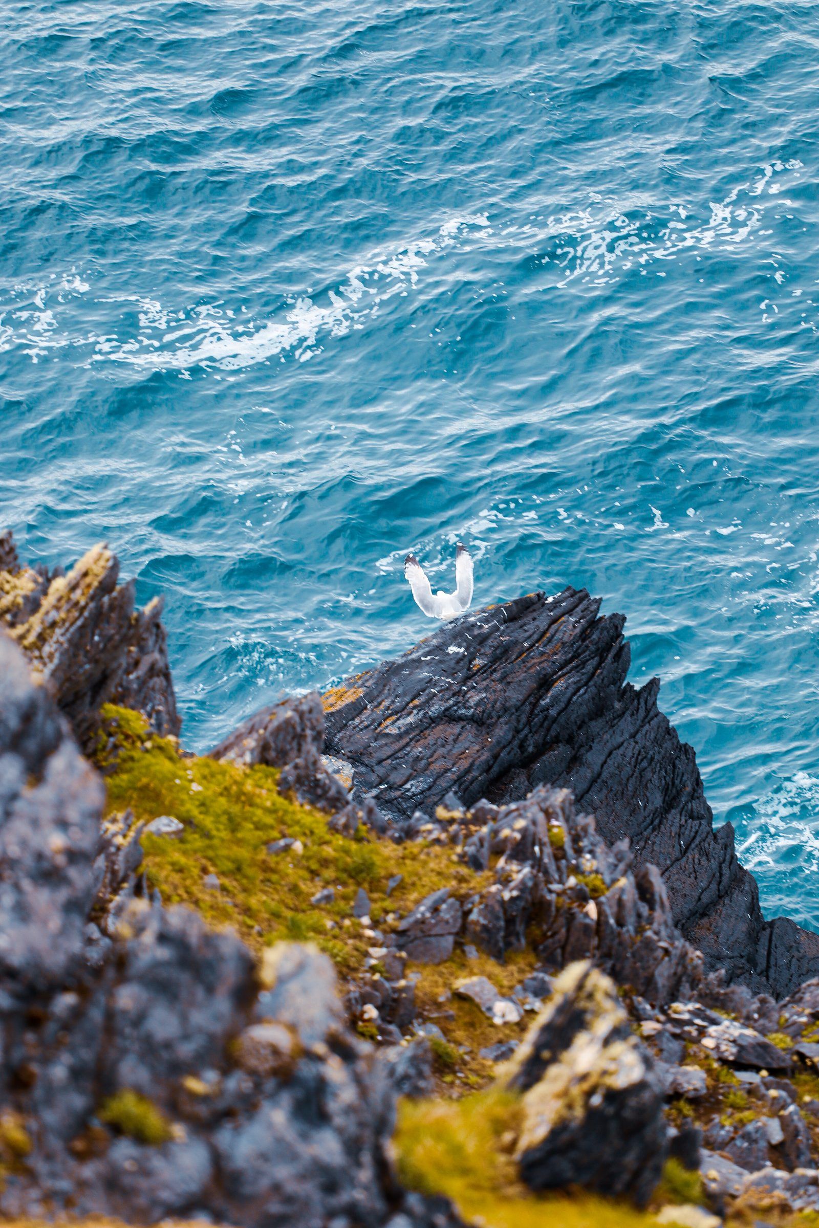 A white gull perched on jagged, lichen-covered rocks high above a bright turquoise sea