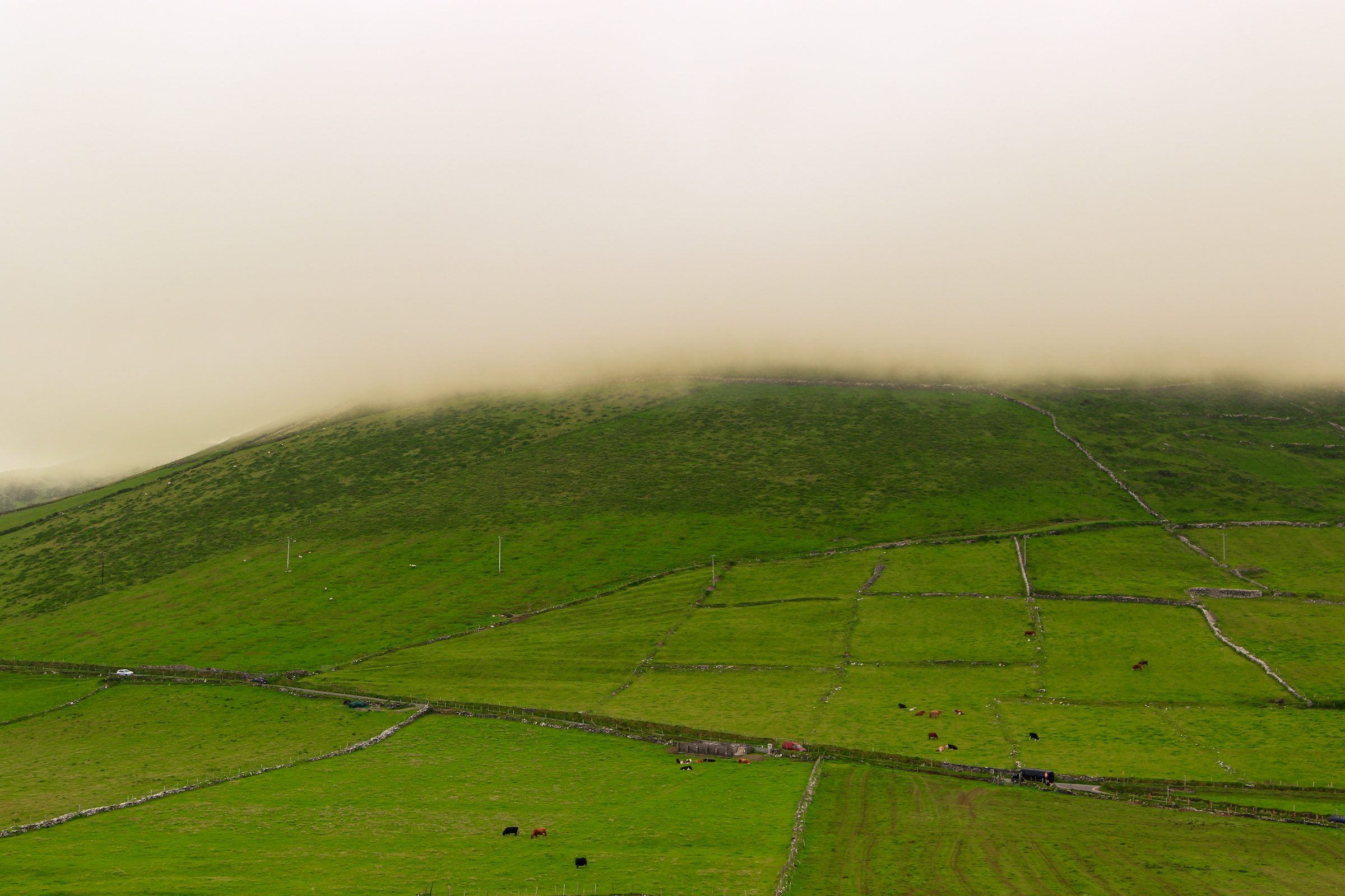 Green fields divided by stone walls on a hillside with grazing cattle, a yellowish mist over the ridge