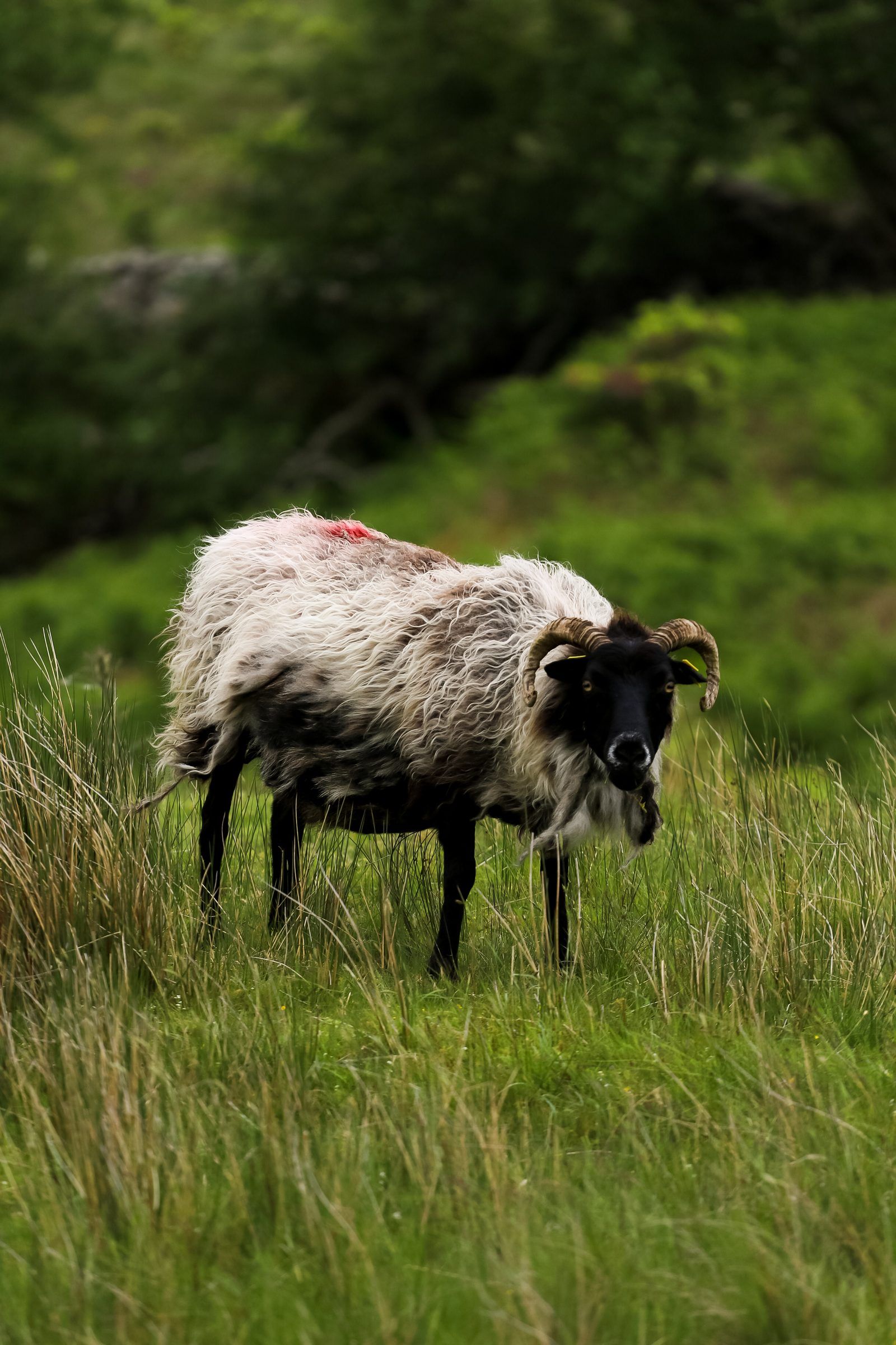 A shaggy black-faced sheep with curled horns standing in long grass, looking at the camera