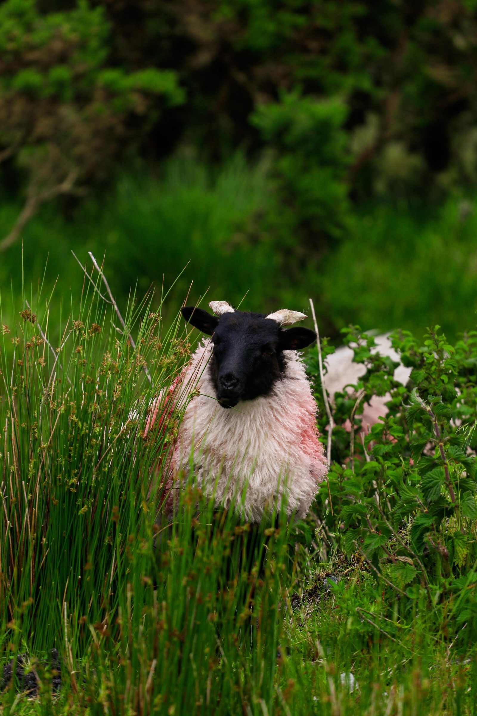 A black-faced sheep looking straight ahead through tall rushes, another sheep half hidden behind it