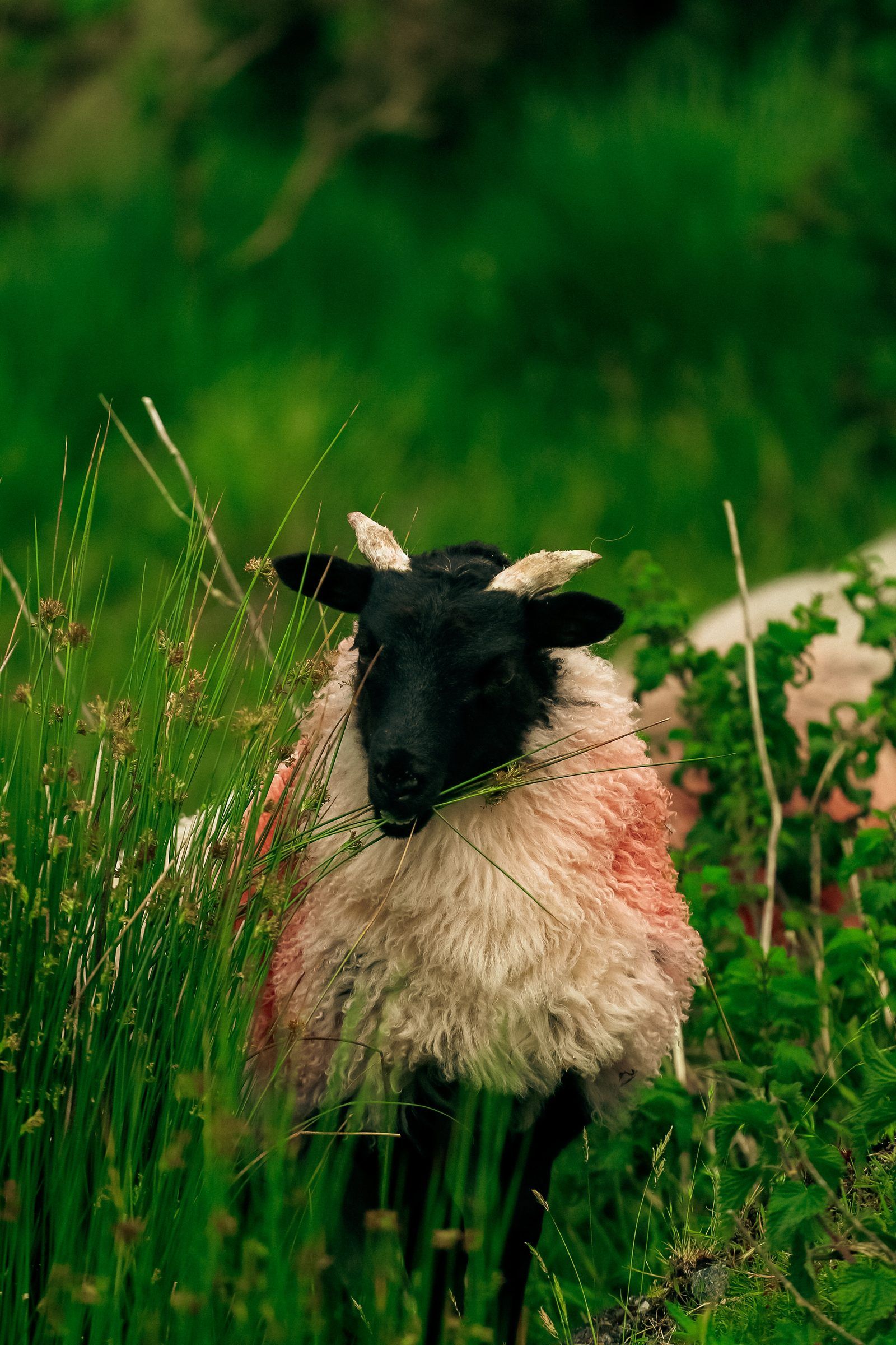 A black-faced sheep with red-marked fleece staring out from tall green rushes