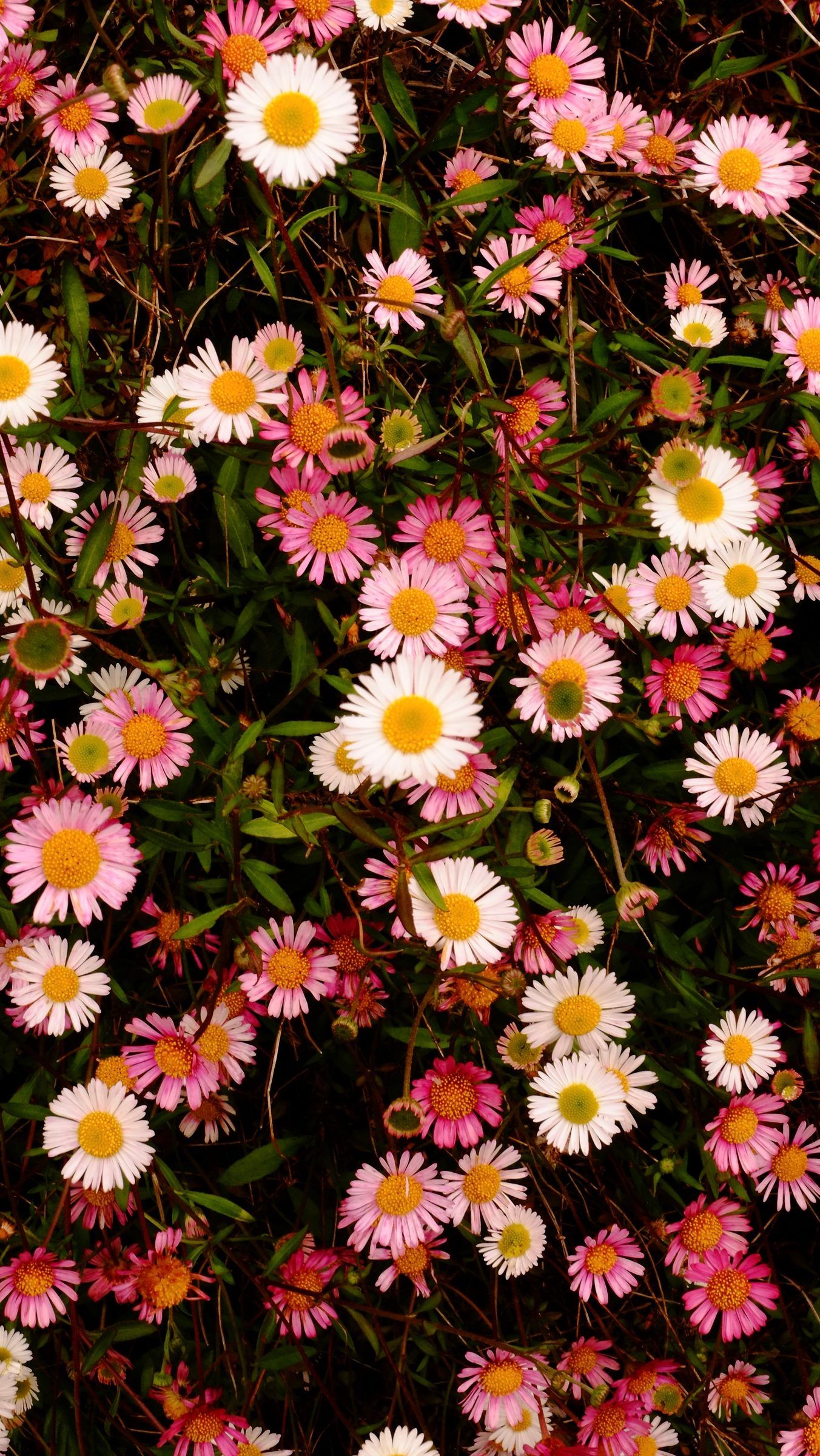 A dense spread of pink and white daisies with yellow centres