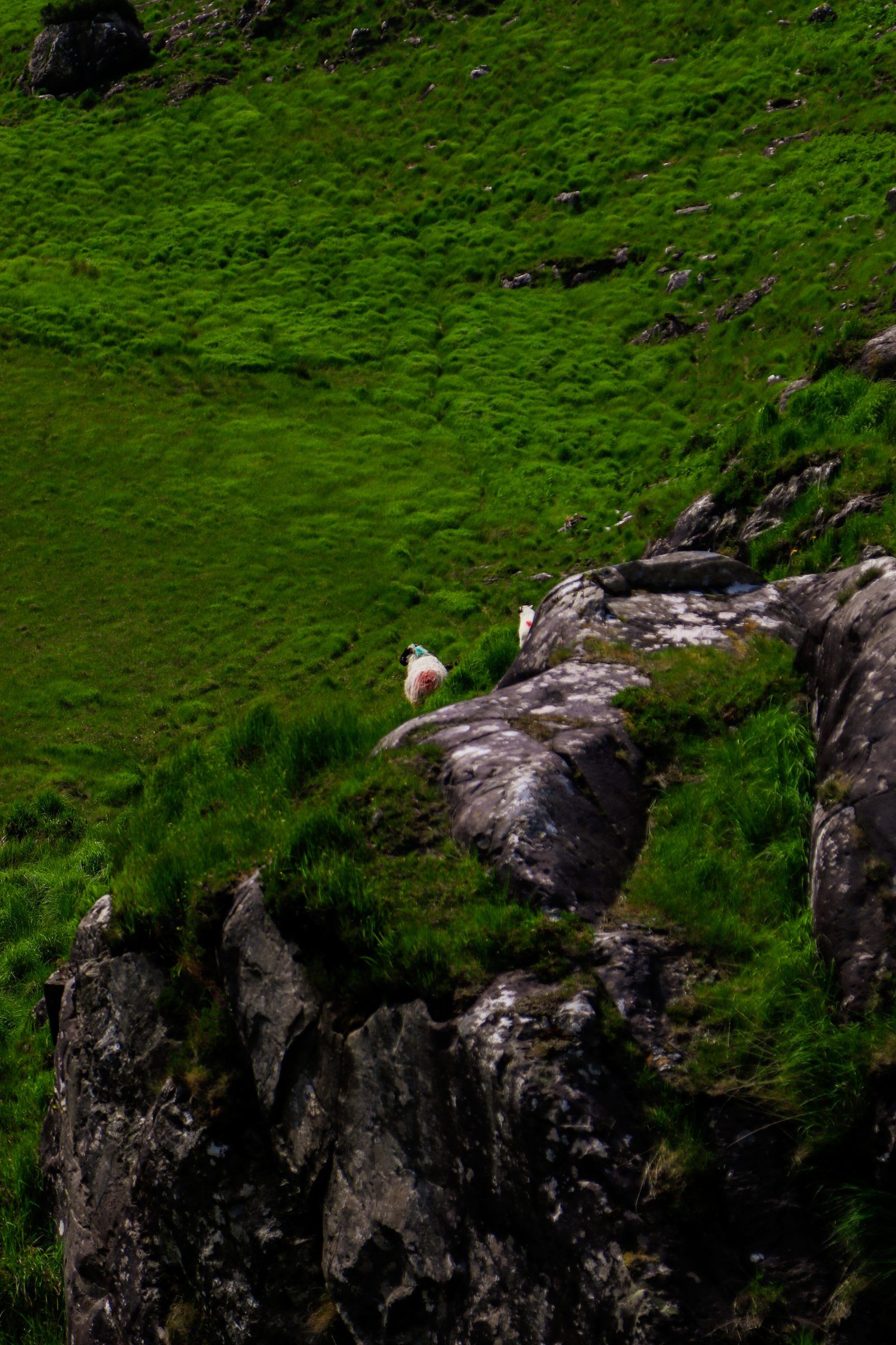 Two sheep perched on a rocky outcrop on a steep, bright green hillside