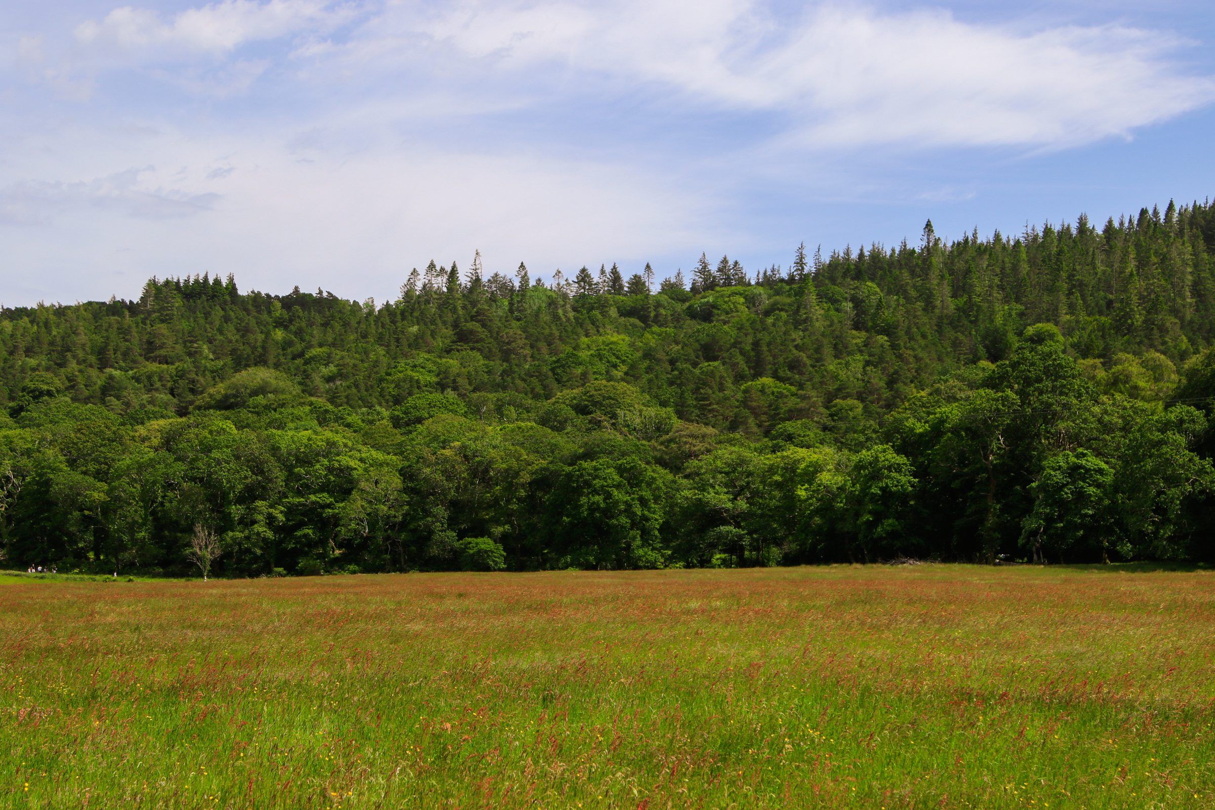 A wide meadow of long grass tinged red in front of a dense wooded hillside topped with conifers