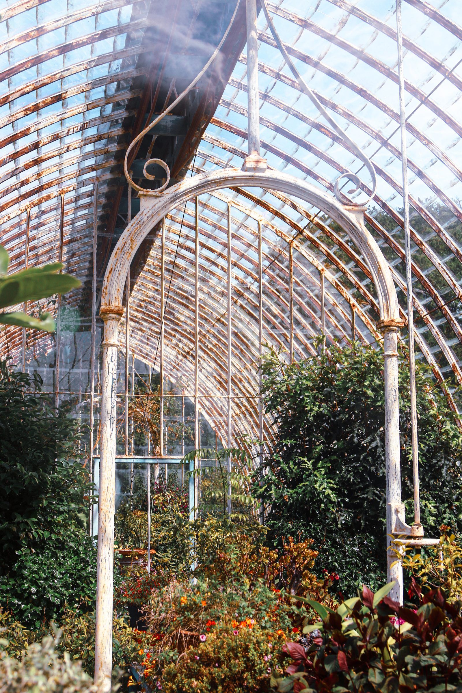 White curved ironwork and glass arching over lush plants and orange flowers inside a Victorian glasshouse