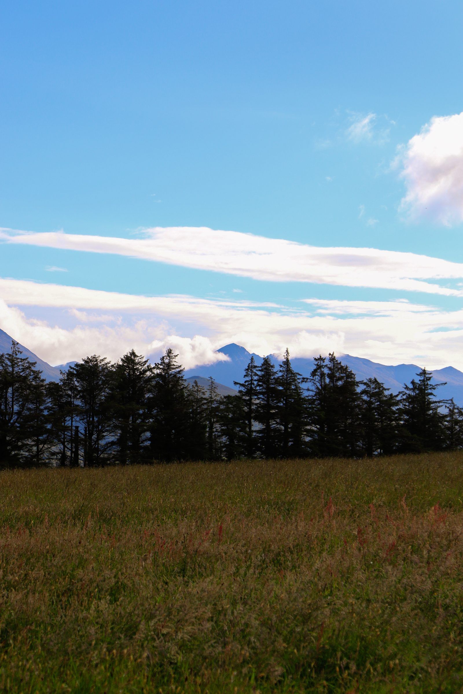 A line of dark pines across a field with blue mountain peaks and long clouds behind
