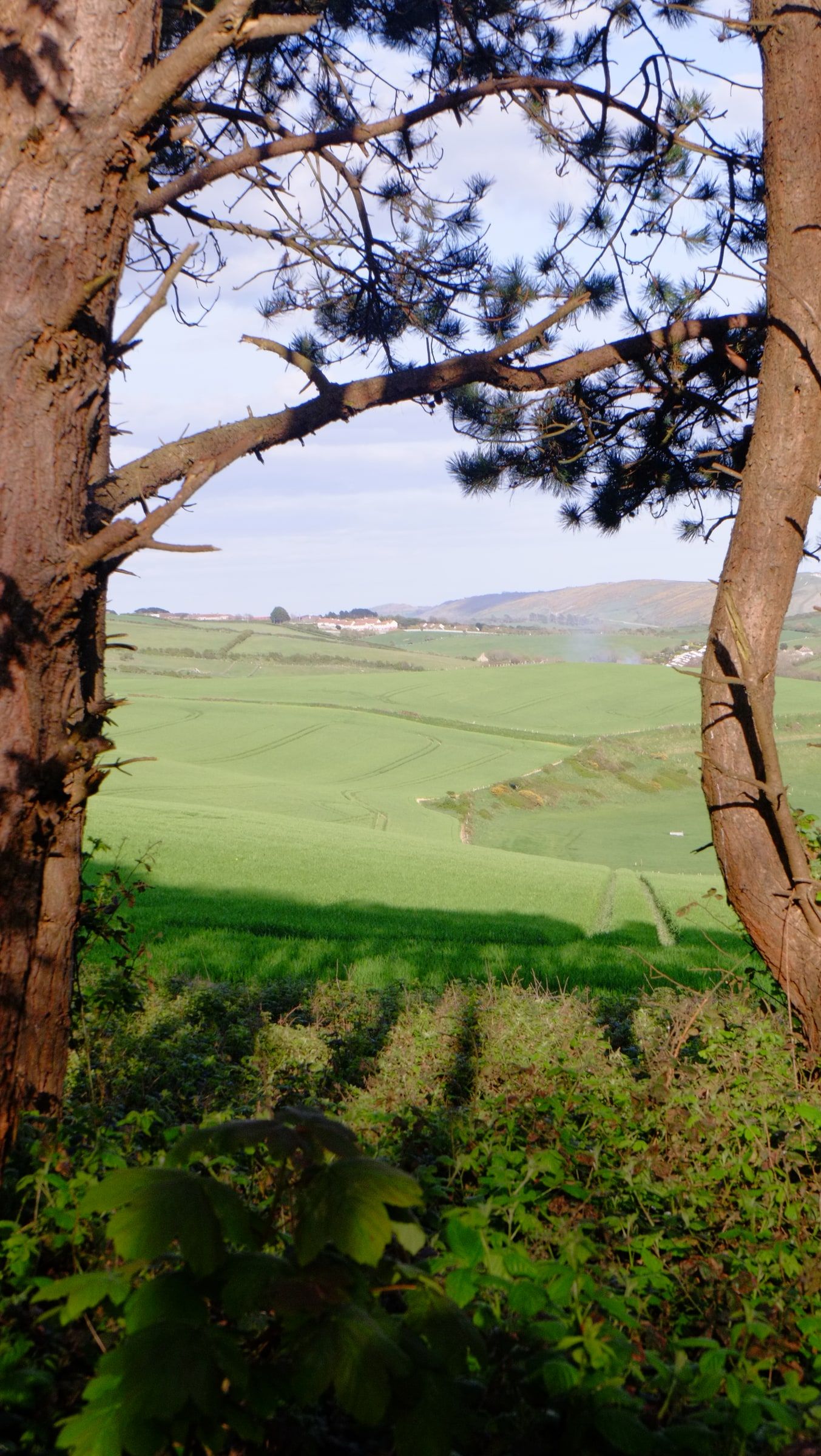 Pine trunks framing a view over sunlit green fields and hills