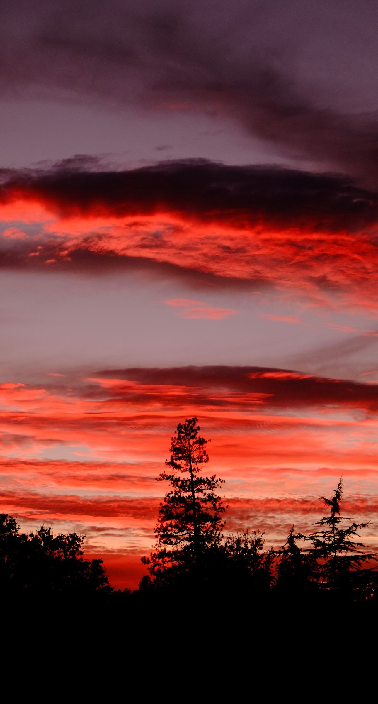 Bands of deep red and purple sunset cloud above the black silhouettes of pine trees