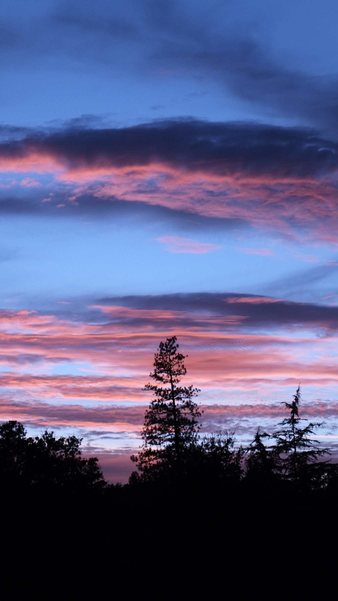 Pink-edged clouds in a blue dusk sky above the silhouettes of pine trees
