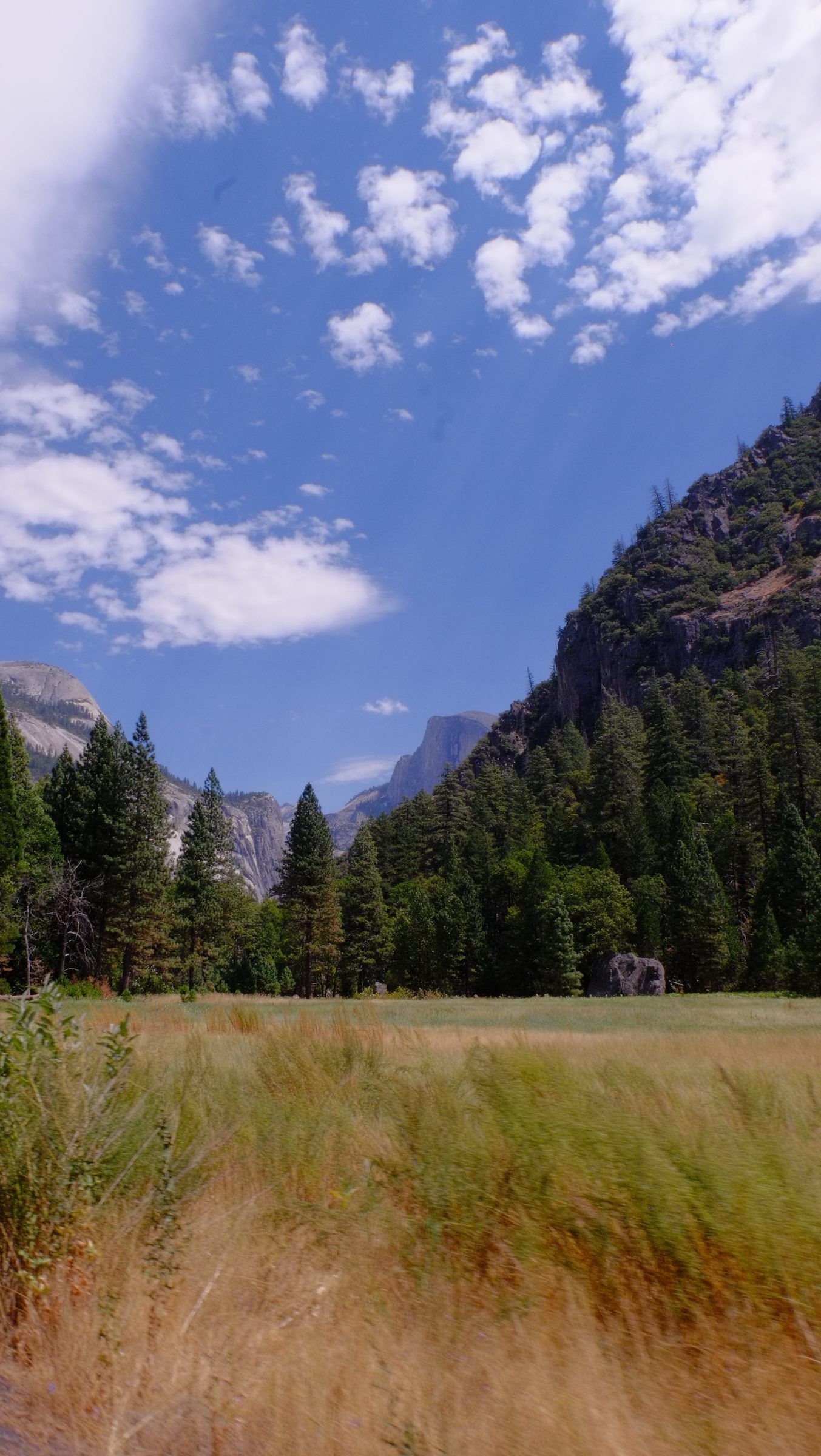 Golden meadow grass swaying in front of a dark pine forest, Half Dome peeking between the slopes under a blue sky