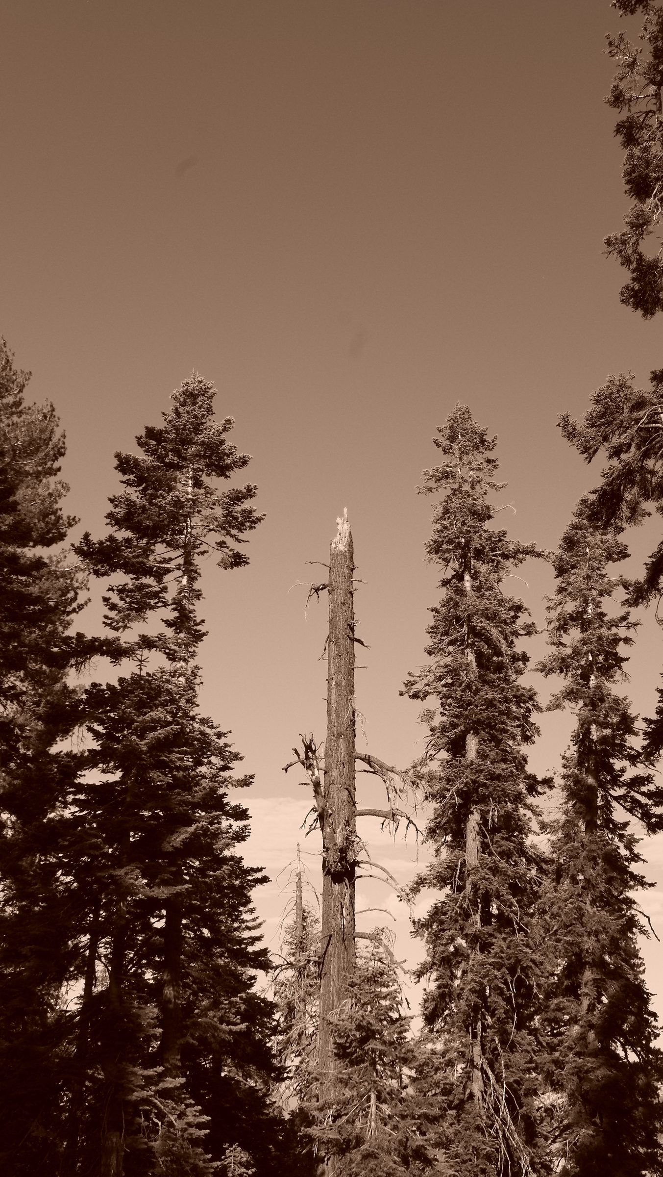 A sepia view of a broken dead tree trunk standing among tall firs against a plain sky